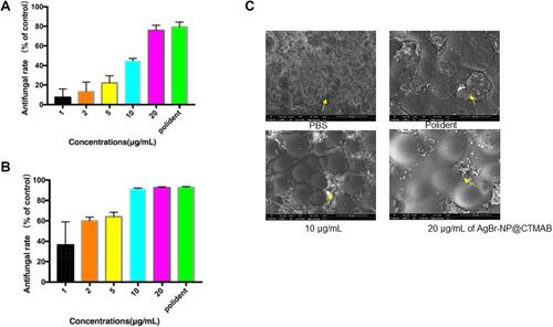 Figure 7 C. albicans biofilm on PMMA soaked in PBS, dental cleaner (Polident), and AgBr-NP@CTMAB (concentrations of 1, 2, 5, 10, 20 μg/m/mL) for different times: 30 min (A) and 8 h (B). SEM (C) images (1000×) show the anti-biofilm action on PMMA incubated in different solutions after 8 h. The scale bar is 50 μm and the yellow arrow showed the remained C. albicans biofilm.