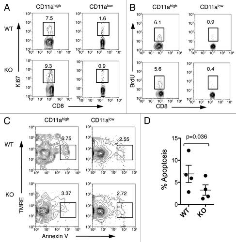 Figure 5. Fewer apoptotic antigen-primed CD8+ T cells in B7-H1-deficient mice. On day 7 after immunization, spleen cells were analyzed for proliferation and apoptosis. (A) Ki67 expression and (B) BrdU incorporation were analyzed in CD11ahigh or CD11alow CD8+ T cells. Numbers are percentages of gated area in total CD8+ T cells. (C) TMRElow Annexin V+ apoptotic cells were measured in CD11ahigh and CD11alow CD8+ T cells. (D) Graph shows percentage of apoptotic cells (TMRElow Annexin V+) in CD11ahigh CD8+ T cells (mean ± SD, n = 4). One of three experiments is shown.