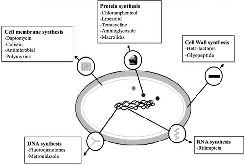 Figure 1 Overview of bacterial antibiotic resistance mechanisms. Antibiotics target essential bacterial processes and structures to inhibit cell growth and/or causing cell death. The major cellular targets for antibiotics include DNA replication (eg, fluoroquinolones), protein synthesis (eg aminoglycosides), cell wall integrity (eg, penicillins) and folic acid metabolism (eg, sulfonamides).