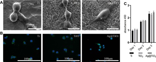 Figure 2 Cell morphology and proliferation of macrophages cultured on surface of different specimens. (A) SEM images and (B) fluorescent images of the phalloidin and DAPI staining for RAW 264.7 macrophages cultured on the surface of Ti, TiO2-NTs and Ag@TiO2-NTs respectively. (C) the CCK-8 test for the proliferation RAW264.7 macrophages on Ti, TiO2-NTs, and Ag@TiO2-NTs. The error bars indicate means ± standard deviations.