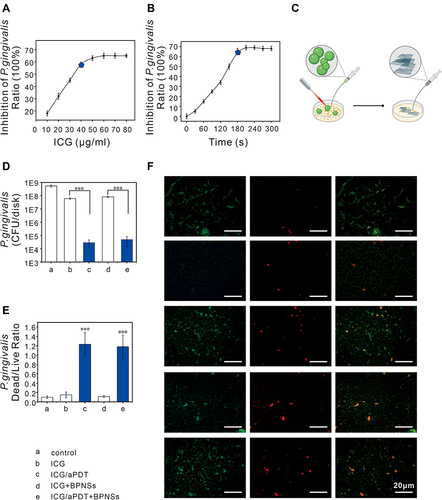 Figure 2 Antibacterial properties of ICG/aPDT. (A) Inhibition of P. gingivalis ratio with different ICG concentrations; (B) Inhibition of P. gingivalis ratio with different times (ICG, 40µg/mL); (C) A flow diagram for an antimicrobial experiment; (D) CFU counts of P. gingivalis with different treatments; (E) Dead/ live bacteria ratio for P. gingivalis; (F) Dead/live images of P. gingivalis with different treatments; (n = 3, ***P < 0.001).