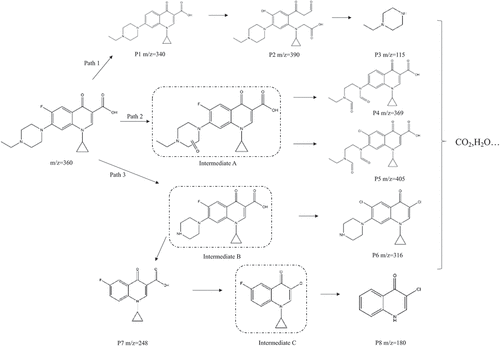 Figure 7. Proposed ENR decomposition pathways in the Fe(III)-NTA/PMS/DBD system.