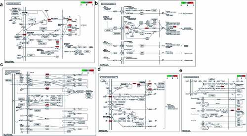 Figure 4. The core targets enriched in KEGG signaling pathway were identified by suing R-language software, as shown in red marks