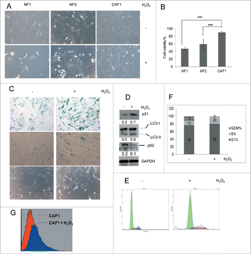 Figure 2. Ovarian CAF1 cells are resistant to oxidative stress. (A) The effect of H2O2 on NF1 and CAF1 cells. 2 × 104 cells were seeded in 24-well plate overnight, treated with 1 mM H2O2 for 2 h. The images of cell morphology were taken under microscope. (B) Quantification of cell viability described in (A) with MTT assay (mean ± SD, n = 3). (C) SA-β-gal activity in CAF1 cells treated with or without H2O2. SA-β-gal activity of high and low density cells were shown in the upper and middle panels, respectively. Cell morphology change of low density cells was shown in the middle and lower panel. (D) Western blot analysis of protein levels of p21 and autophagosome markers in CAF1 cells treated with or without H2O2. The relative intensity of indicated proteins normalized to housekeeping protein was shown at the bottom of each panel. (E) Cell cycle analysis of CAF1 cells treated with or without H2O2. (F) The cell cycle phase distribution in CAF1 cells treated with or without H2O2 (as in E). (G) ROS measurement. CAF1 cells treated with or without H2O2 were stained with H2DCF (20 μM) for 15 min. The fluorescence intensity was determined by flow cytometry.