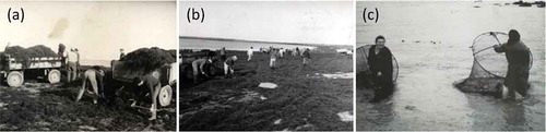 Fig. 2 (a) Loading trailers on the shore; (b) Beach collection of Gracilaria after wash up, Bahia Bustamante, Argentina, (1960); (c) women of Praia collecting seaweed, Portugal.