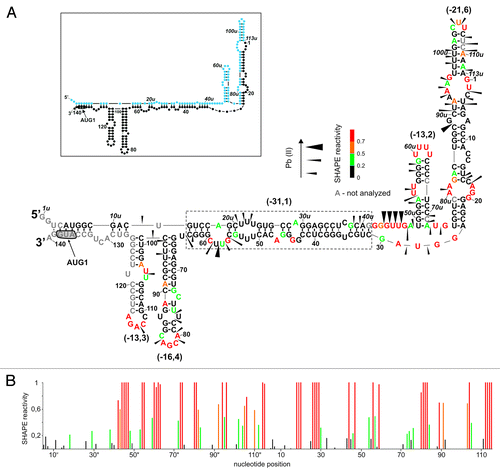 Figure 1. Structural probing of P0-p53 RNA by Pb2+-induced cleavage and SHAPE methods. (A) The secondary structure model of P0-p53 RNA. Relative intensities of Pb2+ cleavages correlate with the size of black triangles. Nucleotide symbols are colored (black, green, orange, red) according to their SHAPE reactivities. Nucleotides that were not analyzed are in gray. The predicted ΔG values (kcal/mol) of structural motifs are in brackets. In the inset schematic representation of predicted secondary structure for the P0-p53, RNA is shown. Colors denote parts of the 5′-terminal region of p53 mRNA: blue, region between P0-P1 transcription promoters; black, 5′ untranslated region downstream P1 promoter. (B) Normalized SHAPE reactivity as a function of nucleotide position. Bars are colored using the scheme shown in (A).