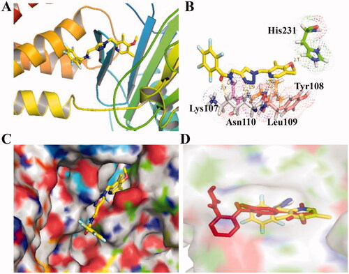 Figure 4. Molecular docking of compound C6 (PDB code: 5DAB). (A) Compound C6 binds to subunits of FTO; (B) Hydrogen-bond interaction of compound C6 and FTO; (C) Compound C6 locates into the active pocket of FTO; (D) a similar pocket between FB23-2 (red structure) and compound C8.