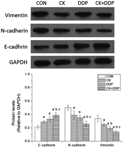 Figure 4. Effect of CK combined with DDP on the expressions of E-cadherin, N-cadherin and vimentin in MCF-7 cells. MCF-7 cells were treated with CK, DDP, and CK + DDP for 48 h. Then the expressions of target protein were evaluated by western blot assay. Each value is presented as mean ± SD (n = 3). ap < 0.05 compared with those in the CON group, bp < 0.05 compared with those in the CK group, cp < 0.05 compared with those in the DDP group.