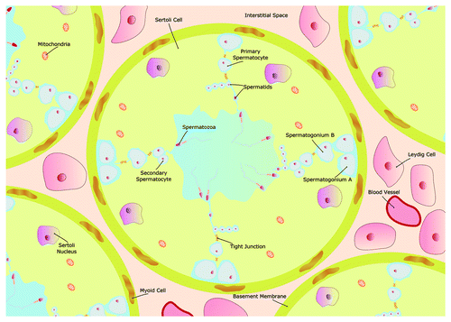 Figure 1. Schematic illustration of the seminiferous tubule and the Sertoli/blood testis barrier (BTB). The BTB is a physical barrier between the interstitial space and the seminiferous tubule lumen, formed by Sertoli cells (SCs) and the tight connections between these cells. Outside the BTB is the basal compartment, where spermatogonial renewal occurs, and inside the BTB is the adluminal compartment, where meiosis, spermiogenesis and spermiation take place. Blood vessels and the Leydig cells, which produce testosterone, are located in the interstitial space. Adjacent to the basement membrane are several layers of modified myofibroblastic cells, termed peritubular cells. As a result of such particular organization, the establishment of a functional BTB is essential to create a special environment for the normal development of a fully efficient sperm.
