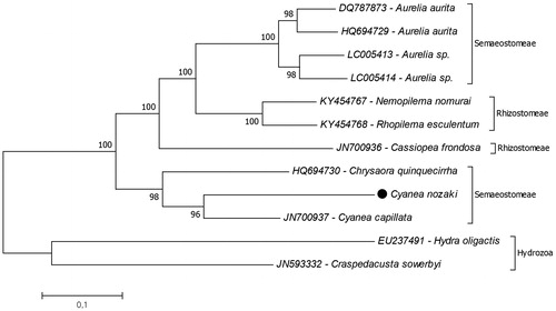 Figure 1. Reconstructed phylogenetic tree of the class Scyphozoa. The scyphozoan mitogenome data retrieved from GenBank and mitogenome of Cyanea nozakii (black dot) added. Hydrozoa represents the outgroup.