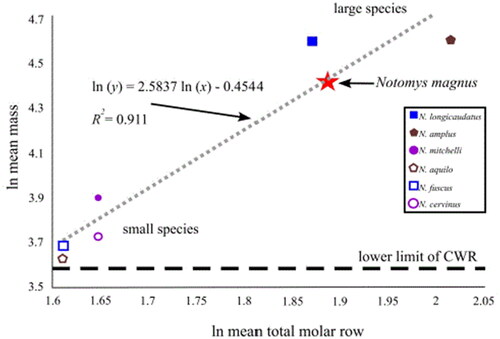 Figure 6. Plot of log mean mass against log mean total molar row (length) to estimate the mass of Notomys magnus sp. nov. Data for Notomys cervinus and Notomys fuscus from Tate (Citation1951), Notomys aquilo, Notomys mitchellii and Notomys amplus from Mahoney et al. (Citation2007) and Notomys longicaudatus from Thomas (Citation1921). Horizontal dashed line indicates the lower limit of the CWR (see text). Dental measurements for Notomys alexis were not clearly reported in literature and since it is a small-bodied species, it is likely to cluster with other smaller-bodied species and its absence therefore does not have any major effect on the regression line of the graph and the estimation of the mass of N. magnus.