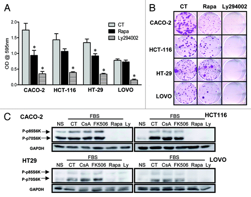 Figure 10. CsA is not altering signaling via the PI-3K/mTOR pathway. (A) Colon carcinoma cell lines were cultured in the presence of Rapa (20 nM) or Ly294002 (30 μM) for 96 h and stained with violet crystal. Results are the mean of three to six independent experiments. * marks p < 0.05 when comparing to CT group. (B) Clonogenic assay of colon carcinoma cell lines cultured in the presence of specific inhibitors as in panel A. Results are representative of three independent experiments. (C) Colon carcinoma cell lines were plated, followed by overnight culture without serum. Cells were left untreated or received CsA (2 μM), FK506 (2 μM), Rapa (20 nM) or Ly294002 (30 μM) 30 min prior to addition of 10% FBS. Control cells were left without treatment or stimulation (NS). Cells were then lysed, and the total protein extract was analyzed by SDS-PAGE. Western blot for p70S6K and GAPDH followed.