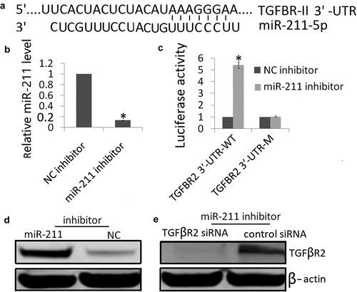 Figure 3. Interaction between miR‐211 and TGFβR2 in NK-2 cells. (a) The predicted site in TGFβR2 3′‐UTR for binding miR‐211. (b) Expression of miR-211 was detected in NK-2/miR‐211 inhibitor cells or NK-2/miR‐NC cells by qRT-PCR assay. (c) Luciferase reporter assay of NK-2 cells transfected with the TGFβR2 3′‐UTR‐WT or TGFβR2 3′‐UTR‐M in the binding sites. Differences were observed when miR‐211 inhibitor was added, and miR‐NC was used as the control. (d) TGFβR2 protein was detected by western blot assay in NK-2 cells transfected with miR‐211 inhibitor or miR‐NC. (e) miR‐211 inhibitor could reverse the TGFβR2 protein expression by TGFβR2 siRNA transfection by Western blot analysis. Data shown are means ± SE for n = 3 independent experiments. Student’s t test,*P < 0.01