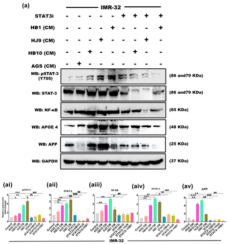 Figure 9. STAT3i treated H. pylori-derived secretome inhibits pSTAT3 and associated neurodegenerative signature molecules in the neural compartment. A representative western blot image of STAT3, pSTAT3, NF-κB and AD markers such as APOE4 and APP after exposure with STAT3i treated HPCM to (a) IMR-32 cells for 24 hrs. Quantification of (ai) pSTAT3, (AII) STAT3, (AIII) NF-κB, (AIV) APOE4, (AV) APP in IMR-32 cells through image J software and represented in terms of fold change. The experiment was performed for two biological and two technical replicates (four data points), and the results are shown as the mean ± SD for three data points. An unpaired t-test was used to analyze the data. p < 0.05 was considered significant in all the cases. p-values of < 0.05, < 0.01 and < 0.0001 were represented with *, ** and *** respectively for significant upregulation and #, ##, and ### for significant downregulation.