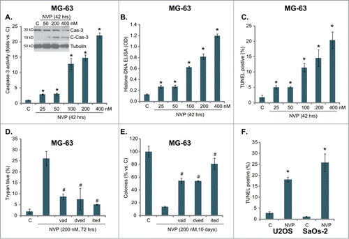 Figure 2. NVP-BEZ235 activates apoptosis in osteosarcoma cells. MG-63 cells were treated with indicated concentration of NVP-BEZ235 (NVP) for 42 hrs, cell apoptosis was tested by caspase-3 activity assay (A), Histone-DNA ELISA assay (B) and TUNEL staining assay (C). The expression of caspase-3 (regular and cleaved) and tubulin (equal loading) was tested by Western blotting (A, upper panel). MG-63 cells were pretreated with z-VAD-fmk (zvad, 25 μM), z-DVED-fmk (dved, 25 μM) or z-ITED-fmk (ited, 25 μM) for 1 hr, followed by NVP-BEZ235 (200 nM) stimulation, cells were further cultured, before cell growth (D) and colony formation (E) were tested. Apoptosis in NVP-BEZ235 (200 nM, 42 hrs)-treated U2OS and SaOs-2 cells was analyzed by TUNEL staining assay (F). n = 5 for each assay. *P < 0.05 vs. group “C” (A-C, F). #P < 0.05 vs. NVP-BEZ235 only group (D-E).