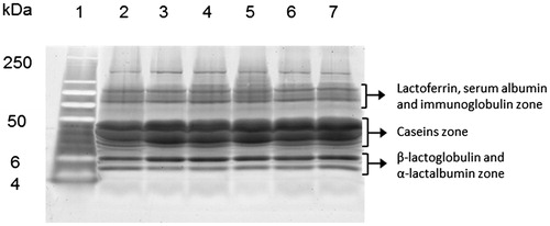 Figure 1. SDS-PAGE analysis of whole milk samples. Lanes from 2 to 7 =F2M1, F2M2, F2M3, F1M1, F1M2, F1M3; molecular weight marker = lanes 1. SDS-PAGE: sodium dodecyl sulfate-polyacrylamide gel electrophoresis. For a full definition of milk samples, see “Sample collection and processing”.