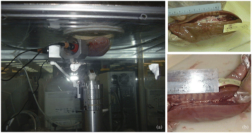 Figure 12. (a) The FUSBOT system as seen under the operating table, with target tissue descended through the breast operating window. (b) Lesions induced in porcine kidney with 22 W/8 seconds exposures at 2 mm (top) and 1 mm (bottom) separation. [Color version available online.]