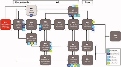 Figure 1. Categories of radiation omics studies to support proposed CVD AOP. Available types of omics data are represented across key events in the CVD AOP network as colored boxes (modified from Chauhan, Hamada, et al. (Citation2021)).