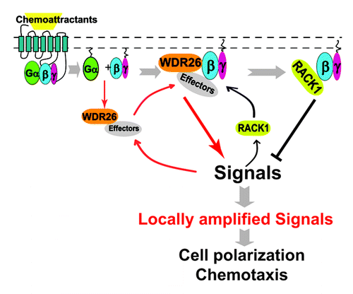 Figure 1. Working model for WDR26 and RACK1 mediated positive and negative regulation of Gβγ signaling at the cell’s leading edge during chemotaxis. In untreated cells, WDR26 binds select Gβγ effectors in the cytosol. Upon chemoattractant-mediated stimulation of Gi-coupled GPCRs, WDR26 and effectors are recruited to the membrane by Gαi/o and/or Gβγ-mediated signaling. Upon membrane recruitment, free Gβγ and WDR26 form a complex to promote Gβγ-mediated signal transduction, which may in turn lead to the recruitment of RACK1 from the cytosol. RACK1-binding to Gβγ inhibits Gβγ-mediated signal transduction by competing off either the Gβγ effectors, or the effectors in complex with WDR26. The combined activities of WDR26 and RACK1 serve to promote and fine tune Gβγ signaling, thereby contributing to the generation of locally amplified signals specifically at the leading edge, leading to actin polymerization and directional migration of leukocytes. →, promotion of protein-protein interactions or signal transduction; ⊣, inhibition of signal transduction.