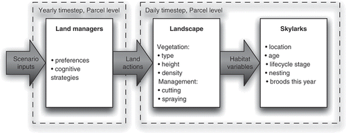 Figure 4. Causal chain from human behaviour through to biological responses of skylarks.