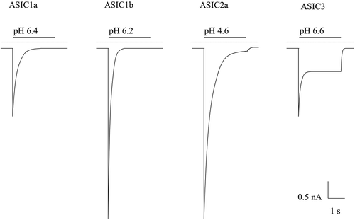 Figure 2. Illustrated Example Current Traces of the pH-Sensitive ASICs. Currents are represented with their half pH maximal activation of a typical rASIC patch-clamp profile. The illustrated example traces are based off published recordings