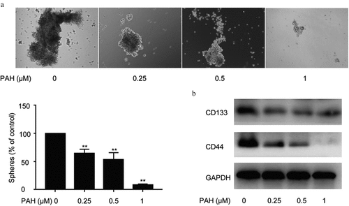 Figure 3. PAH inhibits spheroid formation and expression of CSC markers in PC-3 cells dose-dependently. (a) Spheroid formation of PC-3 cells pretreated with PAH (0, 0.25, 0.5, 1 μM). The number of Spheroids was quantified in four randomly selected x100 areas. (b) Protein lysates of PC-3 cells pretreated with PAH (0, 0.25, 0.5, 1 μM) were subjected to western blot analyses with CD133 and CD44 antibodies. * p < 0.05, ** p < 0.01 vs. 0 μM of PAH. Abrreviations: PAH, perillaldehyde.