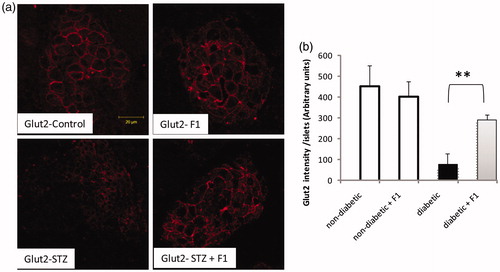Figure 6. Effect of daily injections of F1 fraction on the Glut2 expression. (a) Pancreas sections from diabetic and normal mice, injected daily for 11 days with F1 fraction, were stained with antibody against Glut2 (red). Glut2 is concentrated in the membrane of the islet cells. (b) The total Glu2-positive cells intensity was quantified in total islet cells. Photos were taken at ×400 magnification. The mean ± SEM derived from five mice is shown; *p < 0.05.