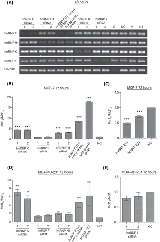 Figure 1. Effect of hnRNP siRNAs on Mcl-1 splicing. (A) RNA interference was used to reduce the levels hnRNP F, H1, K and I in MCF7 cells. Combined knockdown of hnRNP F and H1 was also achieved by either combined transfection of two siRNAs (hnRNP F(1) and H1(1) siRNAs) or by using a single siRNA against a conserved region (hnRNP F/H1 siRNA). Four controls comprising a positive transfection control (GAPDH siRNA (G)), a negative scrambled sequence control siRNA (NC), a vehicle only control (V) and untreated cells (UT) were also used. Knockdown of hnRNPs was assessed at mRNA level at 48 hour using classical PCR. Alternative splicing events in MCF7 cells (B and C) and MDA-MD-231 cells (D and E) were measured using splice specific primers by qPCR at 72 hours post-transfection (mean (n = 3) ± SEM). * P ≤ 0.05, ** P ≤ 0.01, *** P ≤ 0.001.
