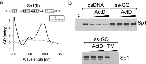 Figure 2. G4 ligand TMPyP4 disrupts binding of Sp1 protein to a G-quadruplex formed by the HIV promoter sequence. (a) CD spectra profile of the K+ – induced antiparallel G-quadruplex formed by a single-stranded DNA containing Sp1 binding site II of the HIV-1 promoter. (b) Western blot analysis of Sp1 protein selected by dsDNA, or ssDNA folded into a G-quadruplex structure (ss-GQ). A pull-down assay was performed in the presence of 5 μM, 15 μM and 30 μM of Actinomycin D (ActD). Actinomycin D has an affinity for the Sp1 binding site and displaces Sp1 from dsDNA. However, it is unable to inhibit the interaction between Sp1 and the G-quadruplex. Below, binding between Sp1 and ss-GQ is abolished by increasing concentrations of the G4 ligand TMPyP4 (1 μM and 15 μM), but not Actinomycin D (1 μM and 15 μM). C - control, pull-down assay performed using beads not coupled with any DNA.