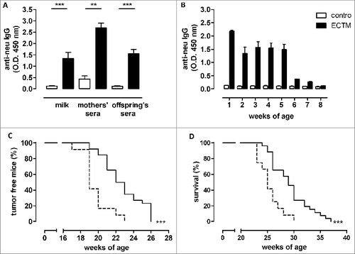 Figure 1. DNA vaccine-induced anti-neu antibodies are successfully transferred from mothers to their pups and induce delayed mammary carcinoma onset in neu+ offspring. (A) Detection of vaccination-induced anti-neu antibodies in the milk and sera of control (white bars) and ECTM-(black bars) vaccinated mothers and in the sera of their 4-week-old offspring. **, p = 0.004; ***, P ≤ 0.0003, Student's t-test. Data are representative of 2 independent experiments and represented as mean ± SEM. (B) Detection of anti-neu IgG in control (white bars) and ECTM (black bars) offspring's sera collected from the first to the eighth week after birth. (C) Appearance of the first palpable mammary tumor in control (dotted black line, n = 12) and ECTM (continuous black line, n =26) neu+ offspring. Data are representative of 4 independent experiments. ***, P < 0.0001, Mantel–Haenszel Log-rank test. (D) ECTM offspring displayed a significant extension in overall survival as compared to control offspring. ***, p < 0.0003, Mantel-Haenszel Log-rank test.