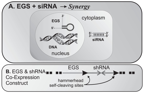 Figure 4 (A) Potential for synergy between EGS and siRNA: Co-expression of EGS in the nucleus and siRNA in the cytoplasm could effectively synergize to promote gene expression silencing since the two use different pathways. (B) Stable transfection of cDNA constructs encoding EGS and shRNA could also achieve the same results – as shown, we propose a self-cleaving transcript using hammerhead ribozymes encoded in the flanking regions of the shRNA sequences.