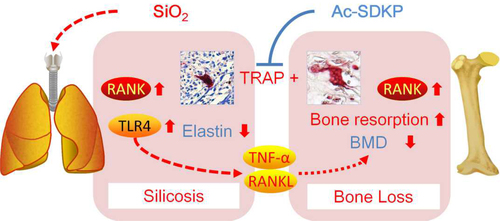 Figure 11 Ac-SDKP attenuates activation of lung macrophages and bone osteoclasts in rats exposed to silica.