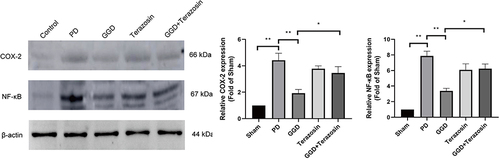 Figure 6 Inhibitory effects of Terazosin on the GGD-inactivated NF-κB/COX-2 axis. The protein levels of NF-κB and COX-2 in the uterine tissue of rats in each group were detected by Western blotting. Data are presented as the means ± SD. *P<0.05, **P<0.01, n=6.