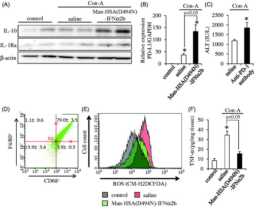 Figure 6. Man-HSA(D494N)-IFNα2b protects against Con-A induced liver injury by suppressed Kupffer cell activation. (A) Hepatic IL-10 and IL-1Ra were determined by Western blotting. (B) Hepatic PD-L1 mRNA levels were determined by real-time RT-PCR (n = 6). *p < .05 as compared with control. (C) Plasma ALT level was determined at 12 h after the Con-A challenge (n = 6). *p < .05 as compared with saline. (D) CD68 and F4/80 expression on isolated hepatic mononuclear cells were evaluated using flow cytometry. (E) ROS content within the Kupffer cells was determined by flow cytometry. (F) Protein expression of TNF-α in the liver was determined by ELISA (n = 6). *p < .05 as compared with control.