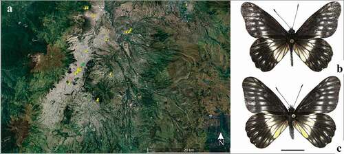 Figure 1. (a) Map showing records of C. f. duna in Quito and surrounding areas, and the locality where immature stages were found (Parque la Carolina, green pin); (b) male dorsal view; (c) female dorsal view