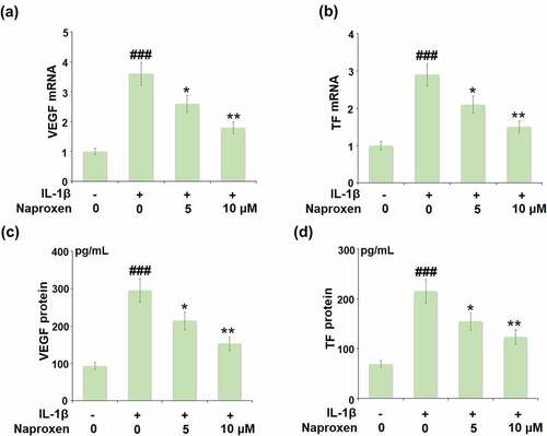 Figure 4. Naproxen inhibits IL-1β-induced expression of VEGF and tissue factor (TF) in HUVECs. Cells were incubated with IL-1β (10 ng/mL) with or without naproxen (5, 10 μM) for 24 h. (a). mRNA of VEGF; (b). mRNA of TF; (c). Production of VEGF; (d). Production of TF (###, P < 0.005 vs. vehicle group; *, **, P < 0.05, 0.01 vs. IL-1β group)