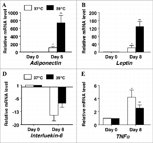 Figure 5. The effect of incubation temperature on mRNA expression in differentiating cultures of primary pig preadipocytes for the adipokines (A) adiponectin, (B) leptin, (C) interleukin-6, and (D) tumor necrosis factor α (TNFα). Expression was determined by real-time RT-PCR. Values were normalized to S15 expression. Data is expressed as fold change relative to baseline (d 0) and calculated according to Pfaffl, 2010. Bars denoted by * and ** differ (P < 0.05), n = 6.