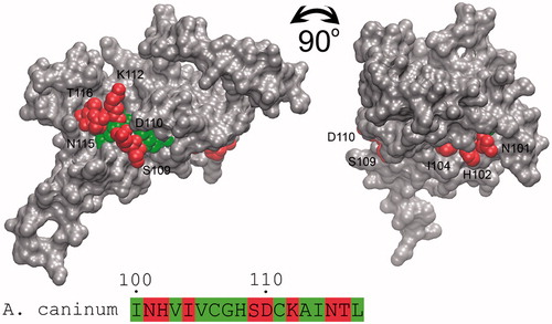 Figure 5. Accessibility identification of the predicted antigenic epitope of β-CA from A. caninum. The molecular surface of the homology model of A. caninum β-CA is shown as solid gray, and the second highly conserved sequence (HXXC) as the target epitope is buried from the surface of the protein. The exposed and buried residues of epitope are shown with red and green spheres and numbered. Figure adopted with author’s permission from open accessCitation10.
