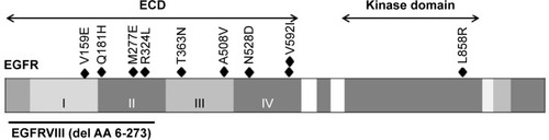 Figure 1 Schematic representations of EGFR gene alterations found in this study.