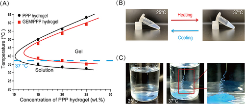 Figure 1  The solution-gel phase transition behavior. (A) Changes in the phase transition temperature of PPP hydrogel and GEM/PPP hydrogel with different concentrations of PPP copolymer. The blue dashed line corresponds to 37 °C. (B) Reversible solution-gel phase transition of GEM/PPP hydrogel (polymer concentration: 20 wt.%; GEM loading amount: 10 mg/mL) between 25 °C and 37 °C. (C) Injectability and rapid in situ gelation ability of GEM/PPP hydrogel (stained by Cy5.5). All data were obtained with 3 independent repeated experiments and presented as mean ± SD.