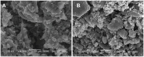 Figure 6 Scanning electron microscope images of surface morphology of (A) wollastonite nanofiber–doped calcium phosphate cement with 10 wt% wollastonite nanofibers and (B) calcium phosphate cement immersed in tris hydrochloride solution for 5 weeks.