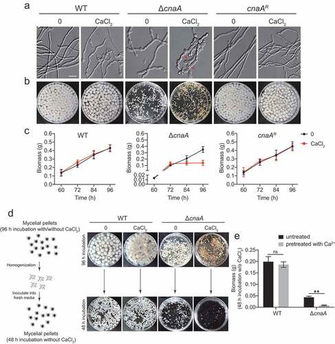 Figure 1. Calcium is toxic to calcineurin mutants