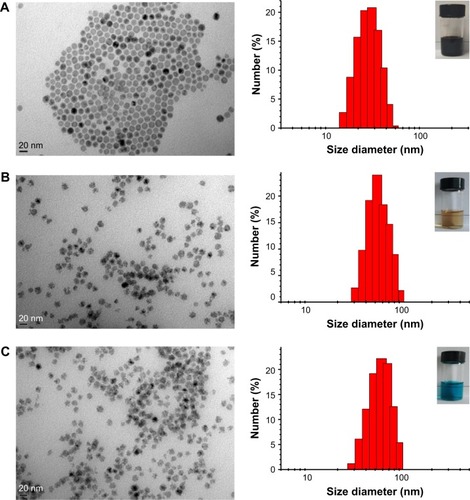 Figure 1 TEM image and size distribution of (A) MnO-OA, (B) MnO-TETT, and (C) MnO-PEG-Cy5.5 nanoparticles.Notes: Insets showed the pictures of these nanoparticles dispersed in distilled water. Scale bar =20 nm.Abbreviation: TEM, transmission electron microscopy.