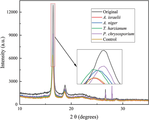 Figure 7. X-ray diffraction (XRD) spectrogram of the PLA composites before and after degradation for 28 days by different microorganisms.