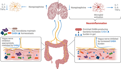 Figure 2. GABA-producing bacteria enriched in the disease-associated gut microbiome increase the local concentration of GABA. GABA inhibits the vagus nerve in the gut and afferent signaling to the brain downregulates the release of norepinephrine. Norepinephrine is responsible for inhibiting microglia activation and subsequent microgliosis.