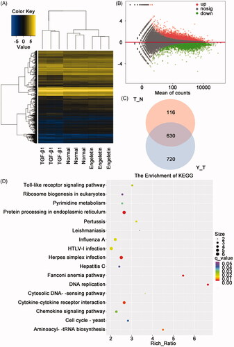 Figure 4. Analysis of differentially expressed mRNAs by using RNA sequencing. (A) Heat map of the expression profile of differentially expressed mRNAs in L929 cells treated with TGF-β1 or engeletin. (B) Minus-versus-add plot of differentially expressed mRNAs based on p-values and fold changes. (C) Venn diagram indicates the number of differentially co-expressed mRNAs among the three groups. (D) Analysis of changes in KEGG signaling pathways under engeletin treatment.