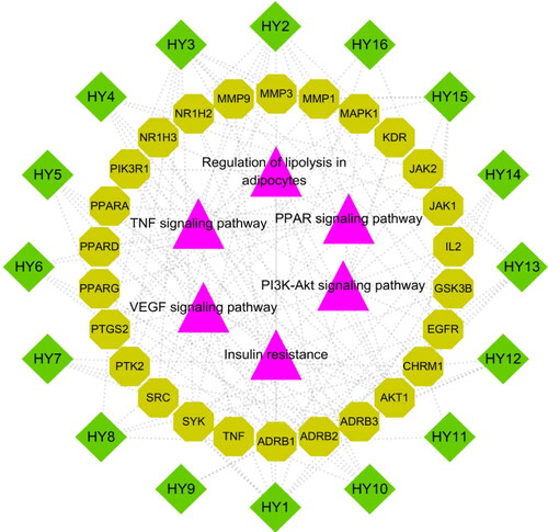 Figure 7. Active ingredient-target-pathway network. The purple triangle nodes represent the pathways, the light green octagon nodes and the dark green diamonds separately represent the targets and active ingredients of N. nucifera leaves.