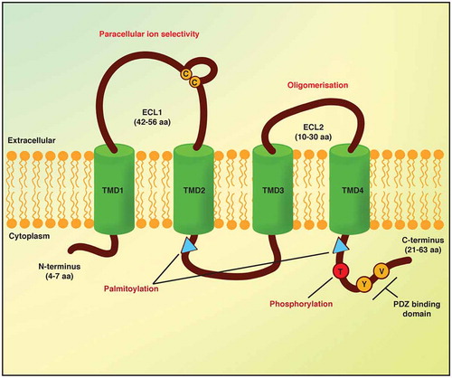 Figure 3. Schematic structure of claudins