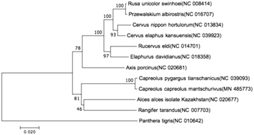 Figure 1. Neighbor-joining phylogenetic tree of C. capreolus and other 11 species of Cervidae constructed by MEGA Version 7.0. Note: COI (Boykin et al. Citation2007) of other 10 species of Cervidae are downloaded from NCBI and the GenBank accession numbers are given in the bracket after the species name.