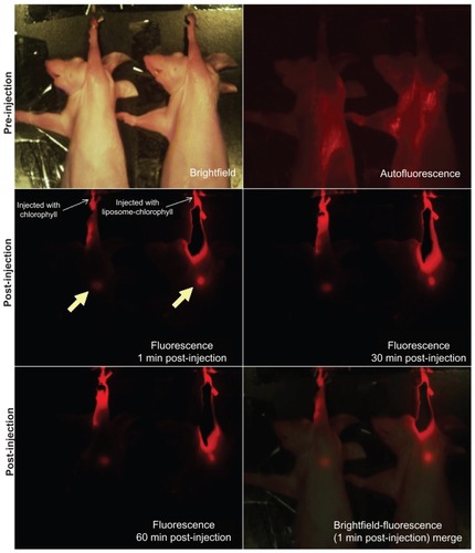 Figure 8 Sentinel lymph node mapping by means of near infrared fluorescence of chlorophyll and liposome-coated chlorophyll nanocomposites.